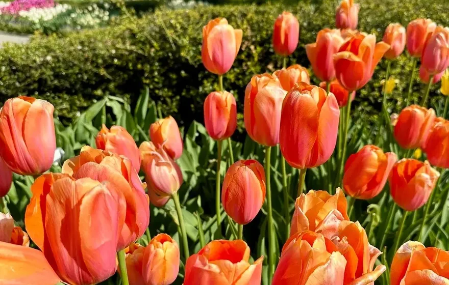 A bed of orange tulips in full bloom in the Conservatory Garden, clipped hedges behind them