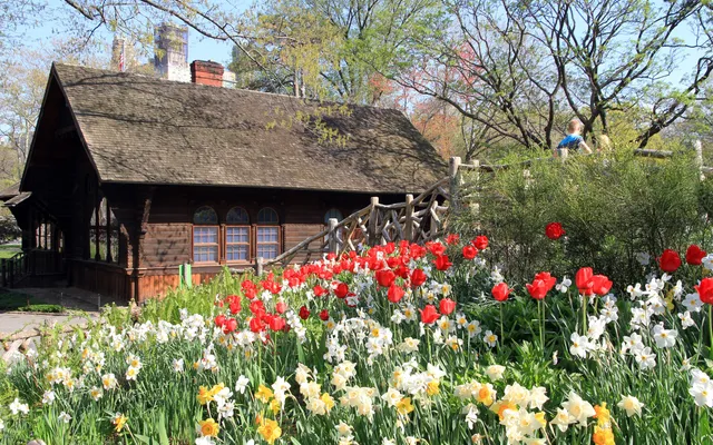 Red tulips and white daffodils in bloom in Shakespeare Garden in Central Park, with the dark wooden Swedish Cottage behind them
